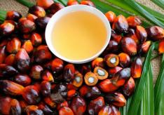 Что это такое — пальмовое масло?